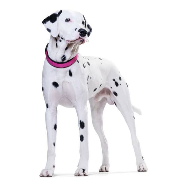 Hundehalsbånd Hunter Neopren Vario Fuksia (35-40 c