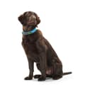 Miniatyrbilde 2 av 3: Hundehalsbånd Hunter Convenience 53-61 cm L/XL Turkis