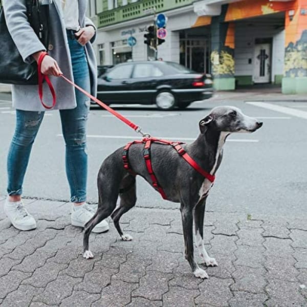 Hundesele Hunter 48-70 cm Rød S/M 36-51 cm