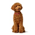 Miniatyrbilde 6 av 7: Hundehalsbånd Hunter Love M/L 47-54 cm Rød