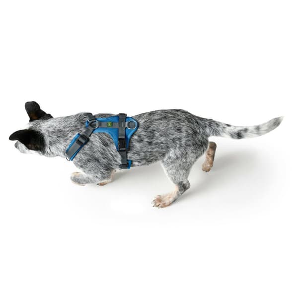 Hundesele Hunter Maldon Up Blå 66-118 cm