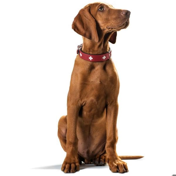 Hunter Swiss hundhalsband