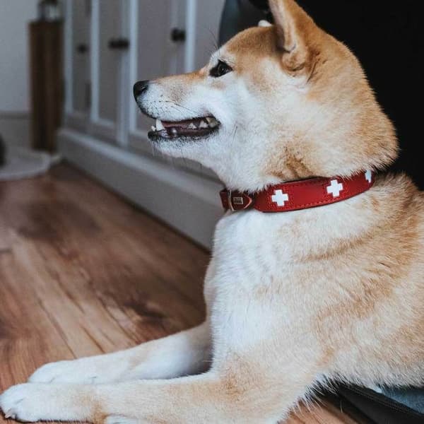 Hunter Swiss hundhalsband