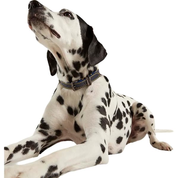 Joules Leather Dog Collar