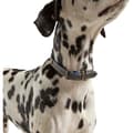 Pikkukuva 2 / 3: Joules Leather Dog Collar