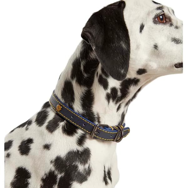 Joules Leather Dog Collar
