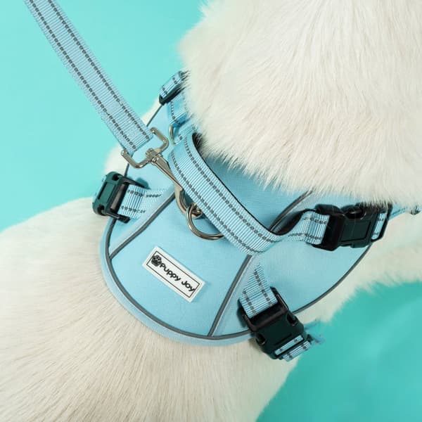 Koppel och sele för hund PJ-062 Blå L