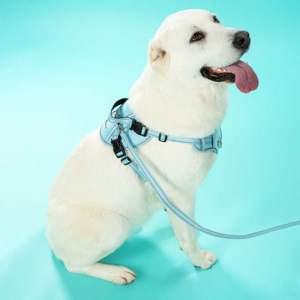 Koppel och sele för hund PJ-062 Blå L