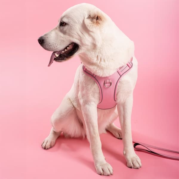 Koppel och sele för hund PJ-064 Rosa XL