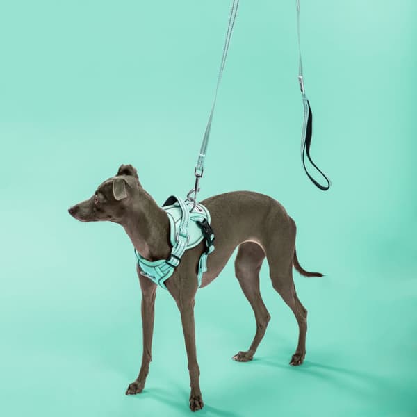Hundesnor og sele PJ-053 Grøn S