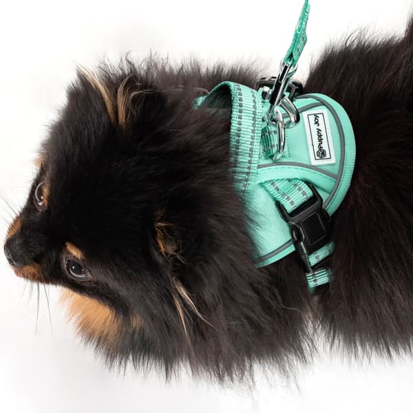 Hundesnor og sele PJ-049 Grøn XS
