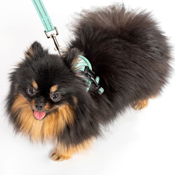 Hundesnor og sele PJ-049 Grøn XS