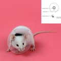 Miniatyrbillede 2 af 2: Elizabethan halskæde til gnavere KVP Gennemsigtig 7.5-10 cm