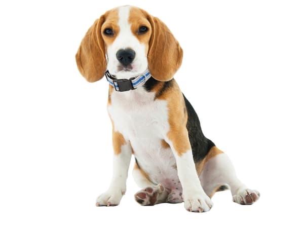 Reflex Halsband för Hund & Katt - S