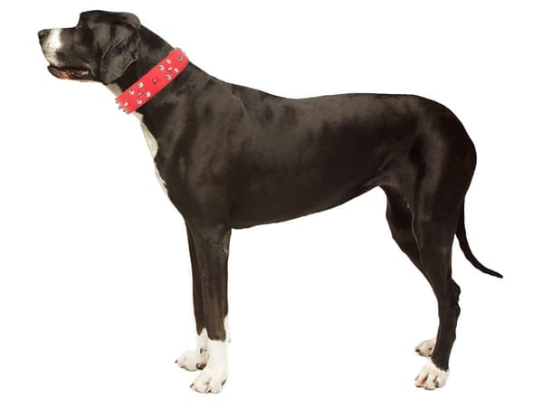 Hundhalsband med Nitar - Halsband för Katter och Hundar - XL