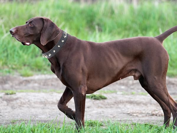 Hundhalsband med Nitar - Halsband för Katter och Hundar - L
