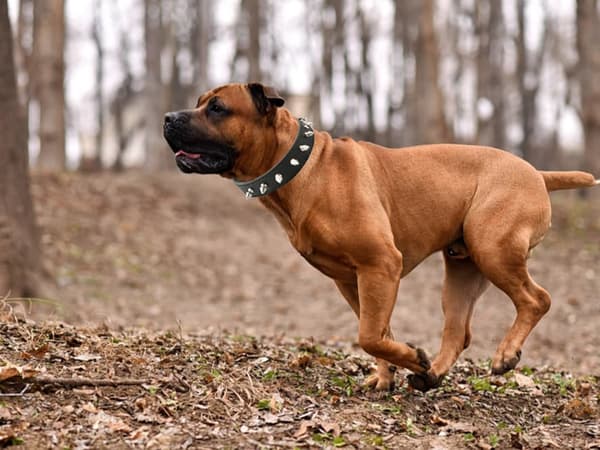 Hundhalsband med Nitar - Halsband för Katter och Hundar - L