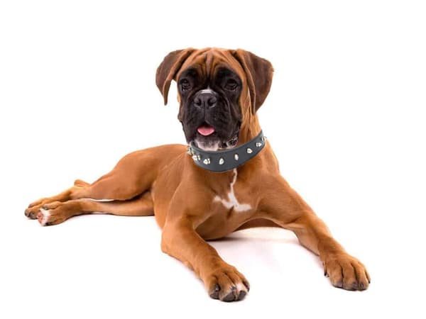 Hundhalsband med Nitar - Halsband för Katter och Hundar - L