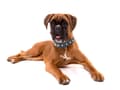 Miniatyrbilde 9 av 10: Hundhalsband med Nitar - Halsband för Katter och Hundar - L