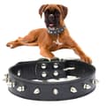 Miniatyrbilde 1 av 10: Hundhalsband med Nitar - Halsband för Katter och Hundar - L
