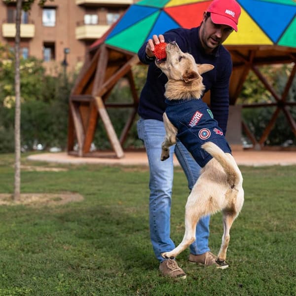 Hundejakke Marvel - S