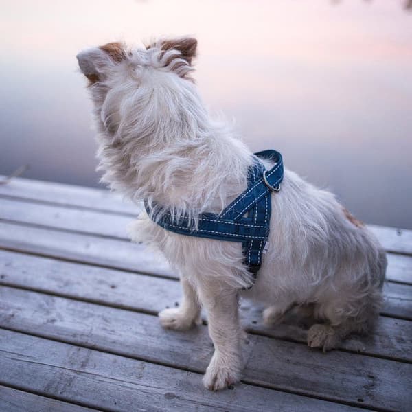 Hurtta djursele - HU933390 - Vadderad hundsele Casual Style Raven 71 cm