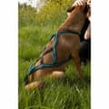 Miniatyrbillede 3 af 6: Hundesele Olympia XL