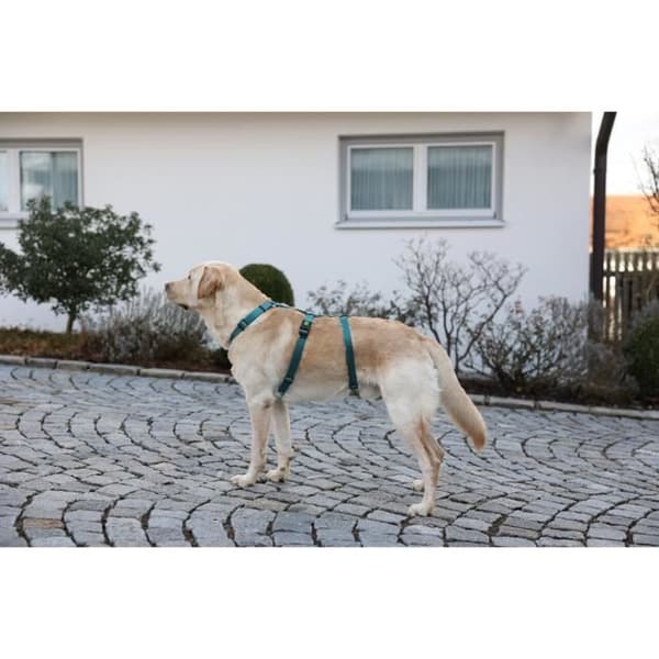 Kerbl Miami hundsele - bensin - 38/52 cm