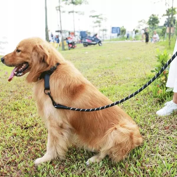 HUNDTRÄNINGSLIN KOPPEL tjock 3M REFLEKTERANDE
