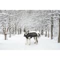 Miniatyrbild 8 av 10: Hundrock Dog Gone Smart Svart 50 cm