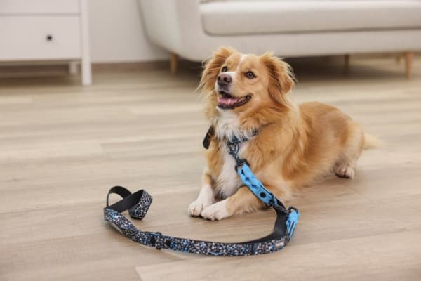 Kerbl Lima sort, blå plastik hundehoved halsbånd
