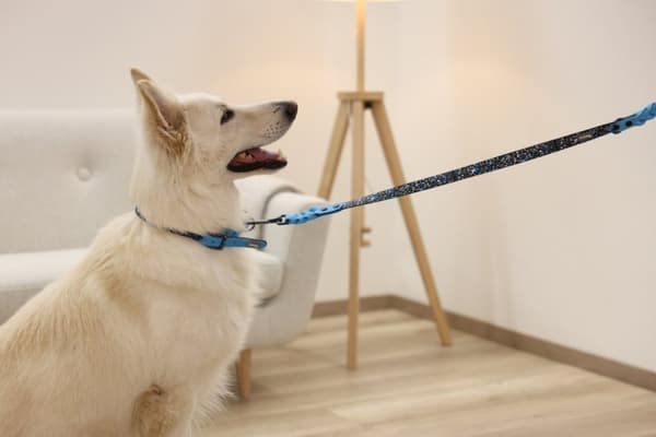 Kerbl Lima sort, blå plastik hundehoved halsbånd