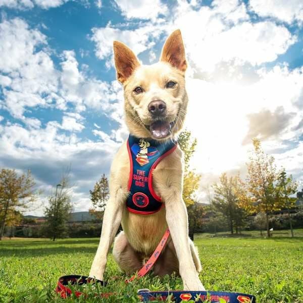 Hundesele DC Pets