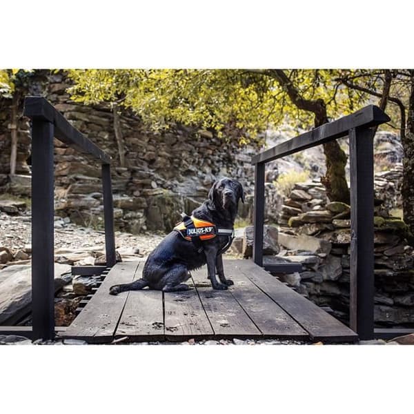 Hundsel för Hund - JULIUS K-9 - IDC-Power - Orange Fluo - Storlek 4 - 14 kg och mer