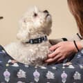Miniatyrbild 3 av 9: Hundhalsband Disney