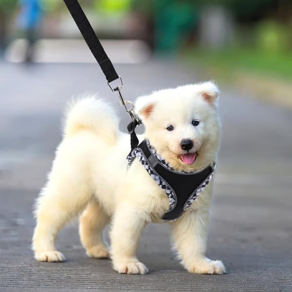 Hunde- og kattesele, justerbar, med snor, reflekterende, blød og sikker