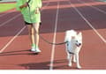 Miniatyrbild 7 av 11: LÅNGT HUNDKOPPEL 10M TRÄNING REFLEKTIGT SLITIGT 50KG SOLID