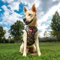 Miniatyrbillede 6 af 8: Hundesele Marvel M/L