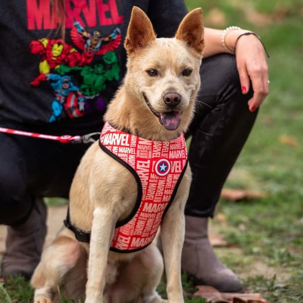 Hundesele Marvel M/L