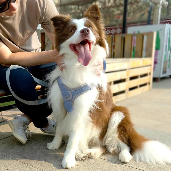 Hundsele Justerbar bekväm sele Säker sele - med draglina