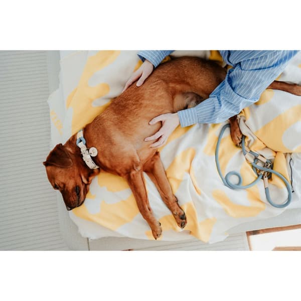 Hundhalsband Hunter MALIA Blå S/M 35-44 cm