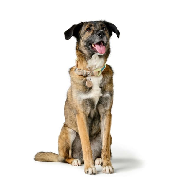 Hundehalsbånd Hunter MALIA Grøn L 50-59 cm