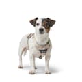 Miniatyrbillede 4 af 7: Hundesele Hunter DIVO UP Beige M