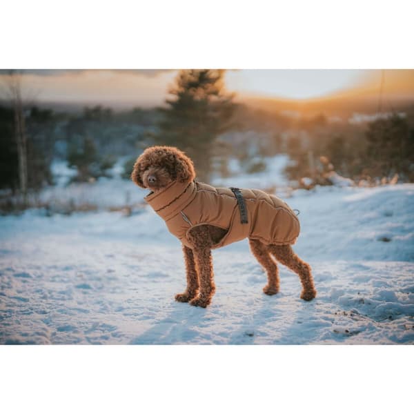Kæledyrs beklædning Hunter PAXSON Brun Polyester
