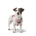 Miniatyrbillede 4 af 5: Hundesele Hunter DIVO UP Pink XS