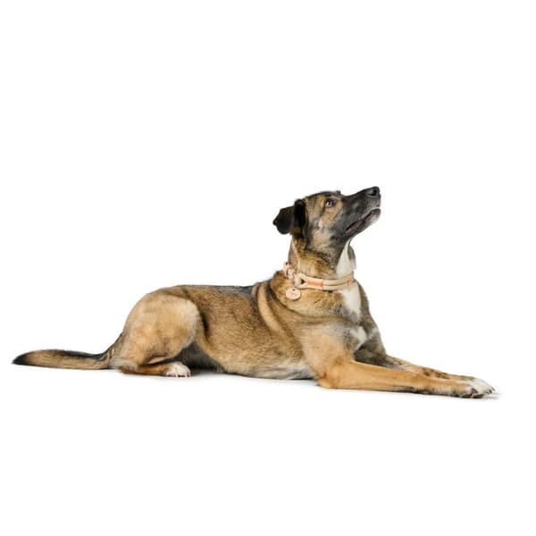 Hundehalsbånd Hunter MALIA Beige S/M 35-44 cm