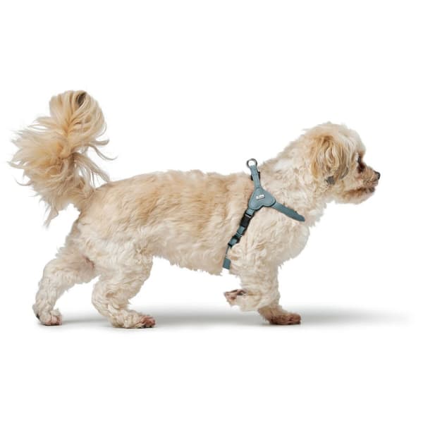 Hundesele Hunter SOHO MINI Blå XS