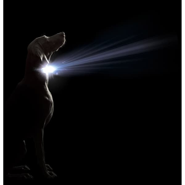 Hundhalsband Dog Gone Smart Svart L Ljus