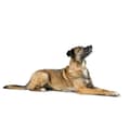 Miniatyrbilde 4 av 6: Hundehalsbånd Hunter Malia Beige 12 40-49 cm