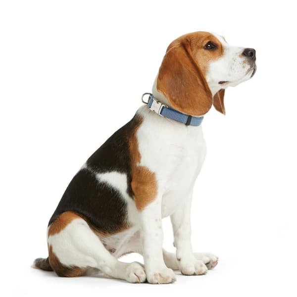 Hundehalsbånd Hunter VARIO BASIC Blå XL 45-65 cm